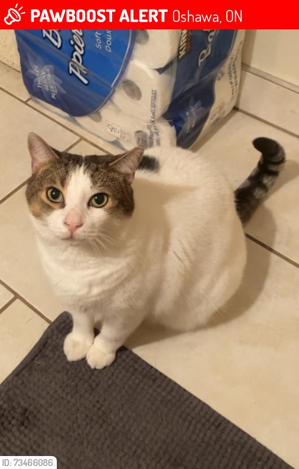 Lost Male Cat last seen Adelaide & Harmony (Potentially in the areas of Greenbriar or Eastbourne Park), Oshawa, ON 
