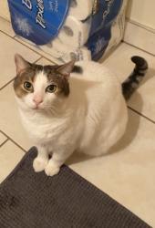 Lost Male Cat last seen Adelaide & Harmony (Potentially in the areas of Greenbriar or Eastbourne Park), Oshawa, ON 