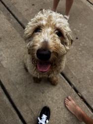 Found/Stray Unknown Dog last seen Sienna Springs, Missouri City, TX 77459