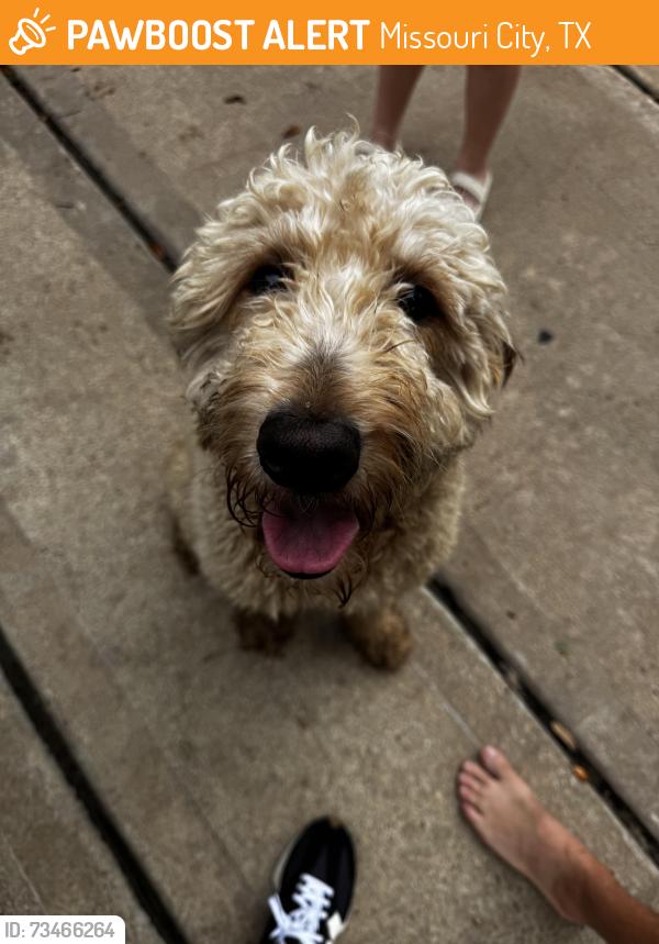 Found/Stray Unknown Dog last seen Sienna Springs, Missouri City, TX 77459