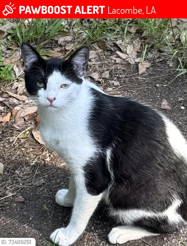 Lost Male Cat last seen Palmer Dr, Lacombe, LA 70445
