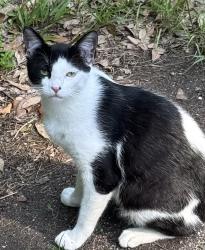 Lost Male Cat last seen Palmer Dr, Lacombe, LA 70445