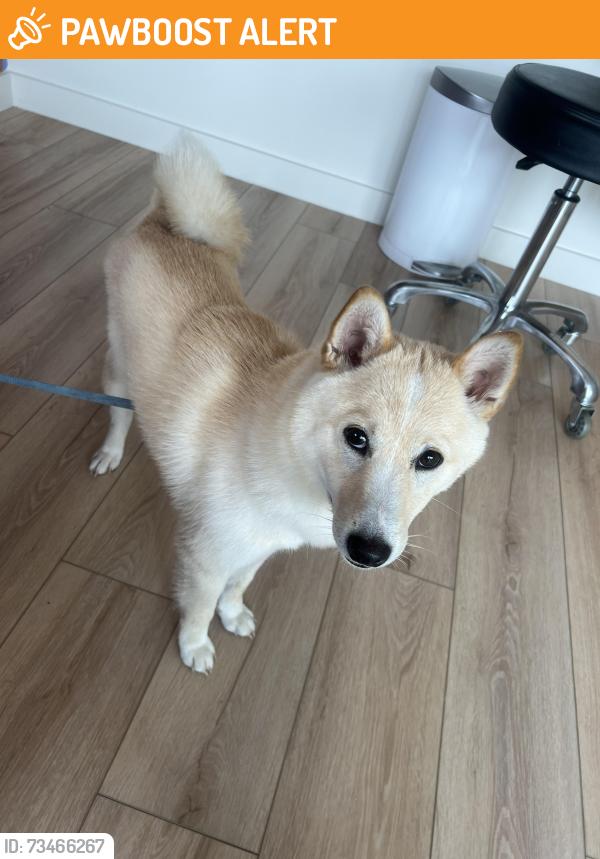 Found/Stray Male Dog last seen Between eureka drive and Robert Morgan, Miami-Dade County, FL 33177