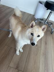 Found/Stray Male Dog last seen Between eureka drive and Robert Morgan, Miami-Dade County, FL 33177