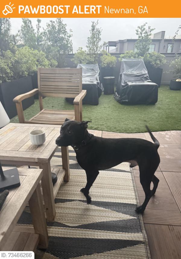 Found/Stray Male Dog last seen Lagrange St, downtown Newnan, Newnan, GA 30263