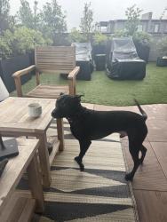 Found/Stray Male Dog last seen Lagrange St, downtown Newnan, Newnan, GA 30263