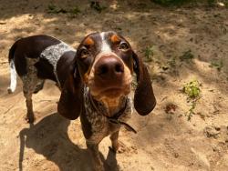 Reunited Female Dog last seen Smothers, Danbury bridge rd, 704 highway, Rockingham County, NC 27025