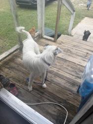 Reunited Female Dog last seen Wrights M.H.P, Raeford, NC 28376