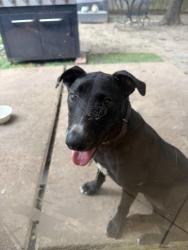 Found/Stray Female Dog last seen Found behind Tim hortons, Katy, TX 77493
