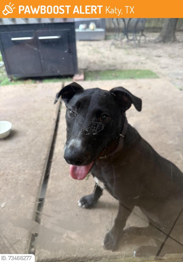 Found/Stray Female Dog last seen Found behind Tim hortons, Katy, TX 77493