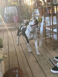 Found/Stray Female Dog last seen Vista St Kansas City Ks 66106, Kansas City, KS 66106