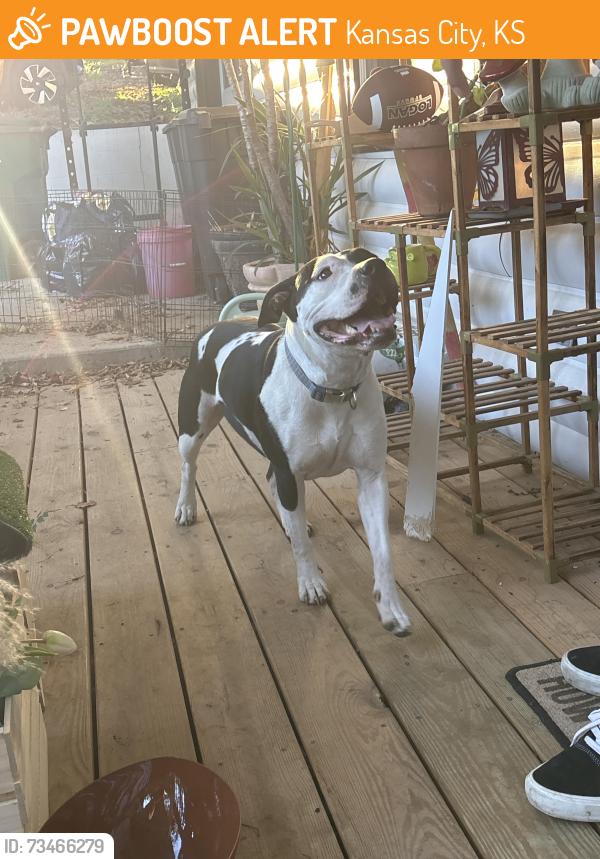 Found/Stray Female Dog last seen Vista St Kansas City Ks 66106, Kansas City, KS 66106