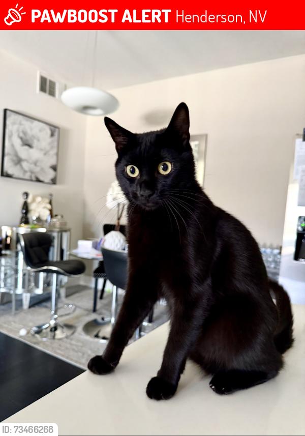 Lost Male Cat last seen spencer st and saint rose, Henderson, NV 89052