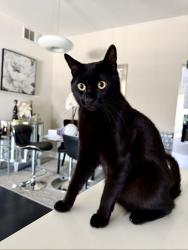Lost Male Cat last seen spencer st and saint rose, Henderson, NV 89052