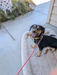 Found/Stray Female Dog last seen Near South Zillah Street, Kennewick, WA 99337