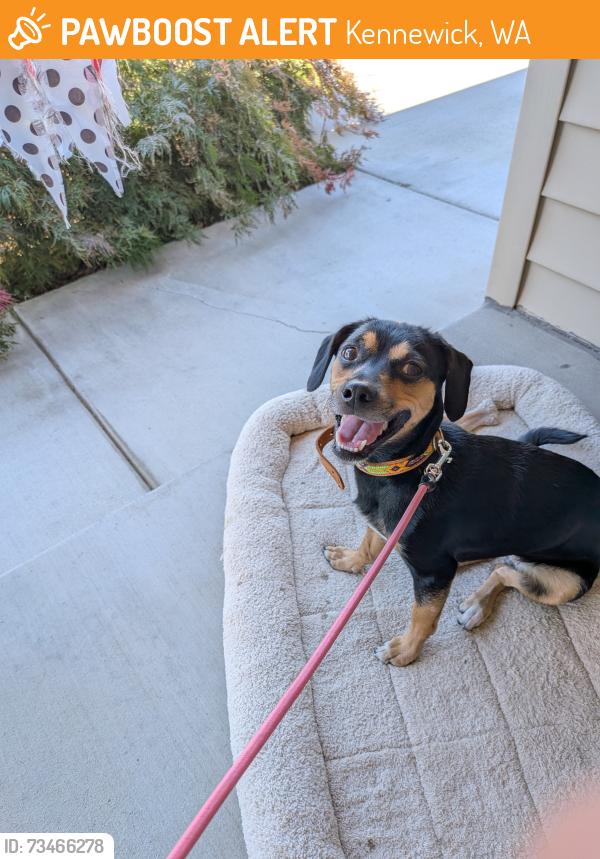 Found/Stray Female Dog last seen Near South Zillah Street, Kennewick, WA 99337