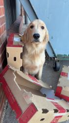 Found/Stray Male Dog last seen Colvin elementary school, Wichita, KS 67210