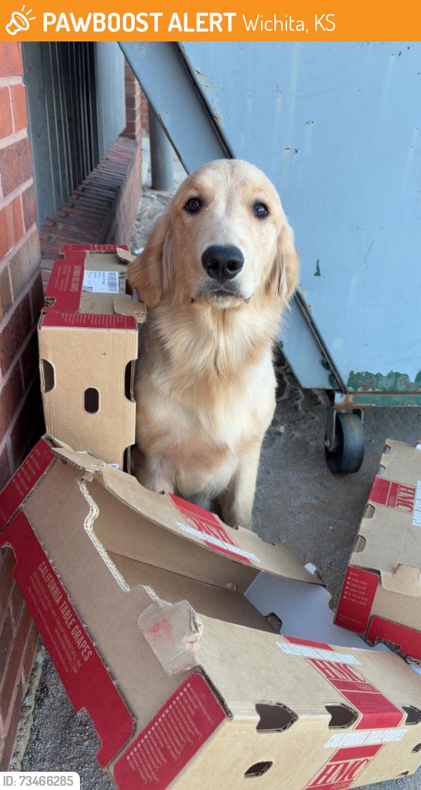 Found/Stray Male Dog last seen Colvin elementary school, Wichita, KS 67210