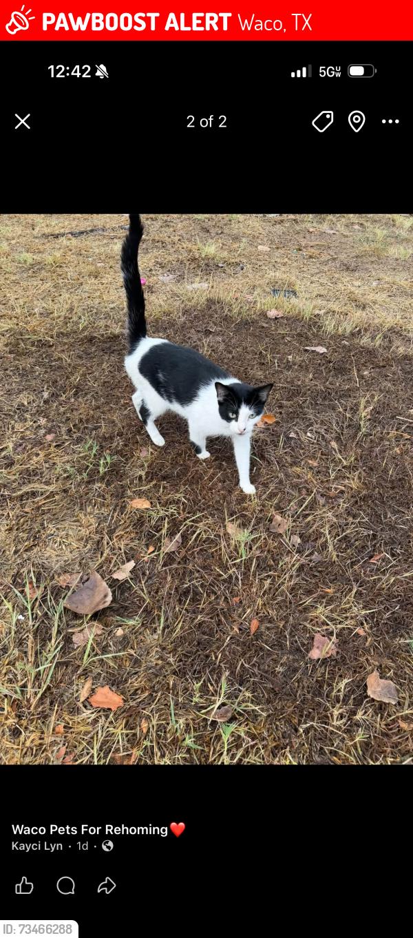 Lost Female Cat last seen Pecan ridge apmts near the pool, Waco, TX 76708