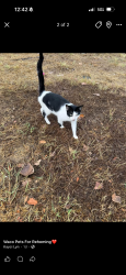 Lost Female Cat last seen Pecan ridge apmts near the pool, Waco, TX 76708