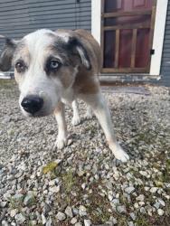 Reunited Female Dog last seen Heritage park, Weatherford, TX 76086