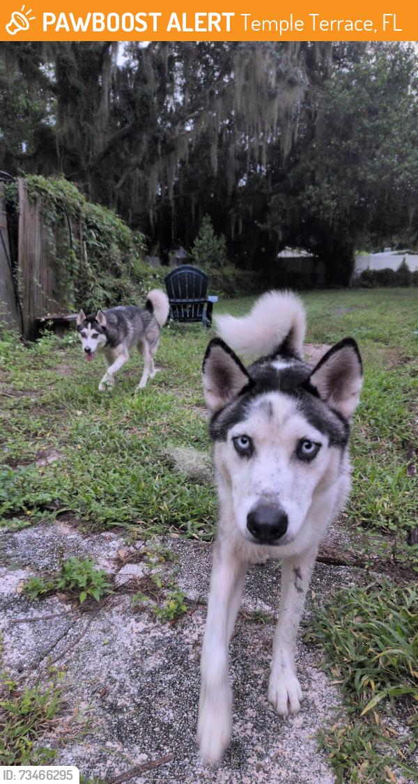 Found/Stray Male Dog last seen Belvedere Oval and island blvd, Temple Terrace, FL 33617