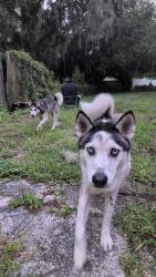 Found/Stray Male Dog last seen Belvedere Oval and island blvd, Temple Terrace, FL 33617