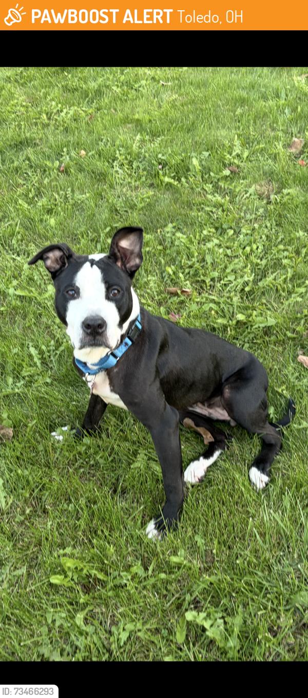 Found/Stray Female Dog last seen S Byrne/S Detroit, Toledo, OH 43614