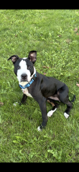 Found/Stray Female Dog last seen S Byrne/S Detroit, Toledo, OH 43614