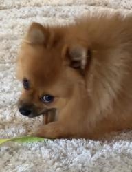 Reunited Male Dog last seen leesburg pike, Falls Church, VA 22041