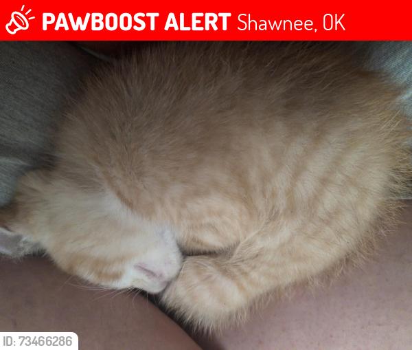 Lost Male Cat last seen Kickapoo, woodland Avenue, Shawnee, OK 74801