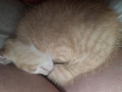 Lost Male Cat last seen Kickapoo, woodland Avenue, Shawnee, OK 74801