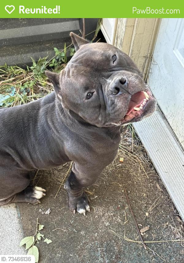 Reunited Male Dog last seen 4th and Cypress, Saint Paul, MN 55106
