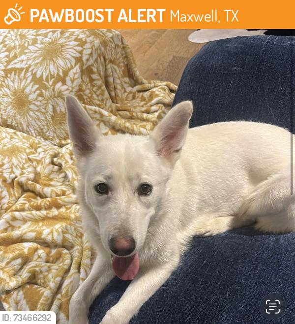 Found/Stray Female Dog last seen Route 21, Maxwell, TX 78656