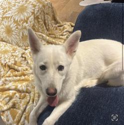 Found/Stray Female Dog last seen Route 21, Maxwell, TX 78656