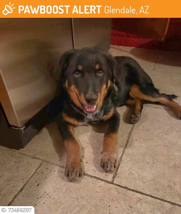 Found/Stray Male Dog last seen 43rd Ave and Peoria, Glendale, AZ 85304