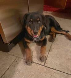 Found/Stray Male Dog last seen 43rd Ave and Peoria, Glendale, AZ 85304