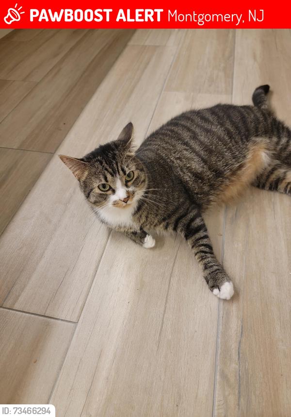 Lost Male Cat last seen Taft ct, Montgomery, NJ 08540