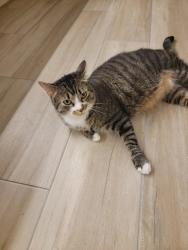 Lost Male Cat last seen Taft ct, Montgomery, NJ 08540