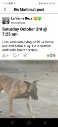 Found/Stray Male Dog last seen Arrow Hwy, Pomona, CA 91767