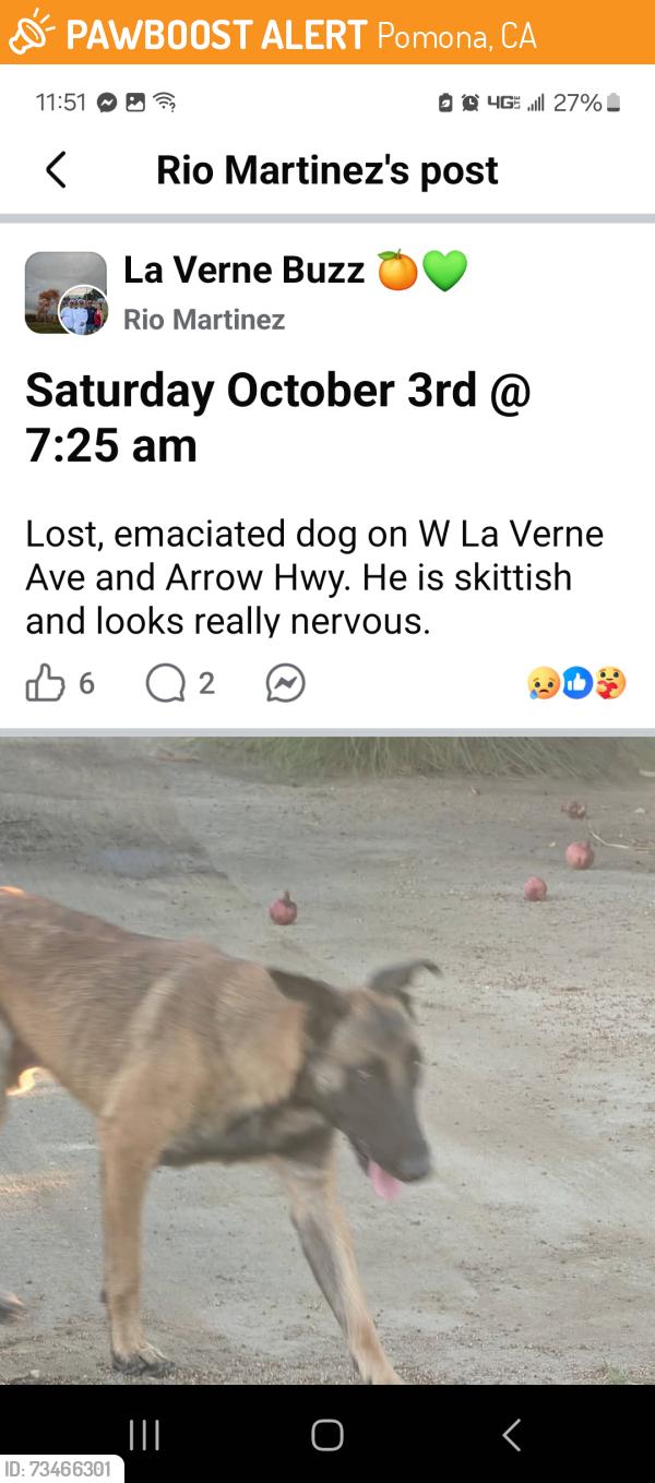 Found/Stray Male Dog last seen Arrow Hwy, Pomona, CA 91767