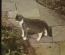 Found/Stray Unknown Cat last seen Hilltop and Rex, Philadelphia, PA 19118