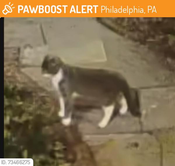 Found/Stray Unknown Cat last seen Hilltop and Rex, Philadelphia, PA 19118
