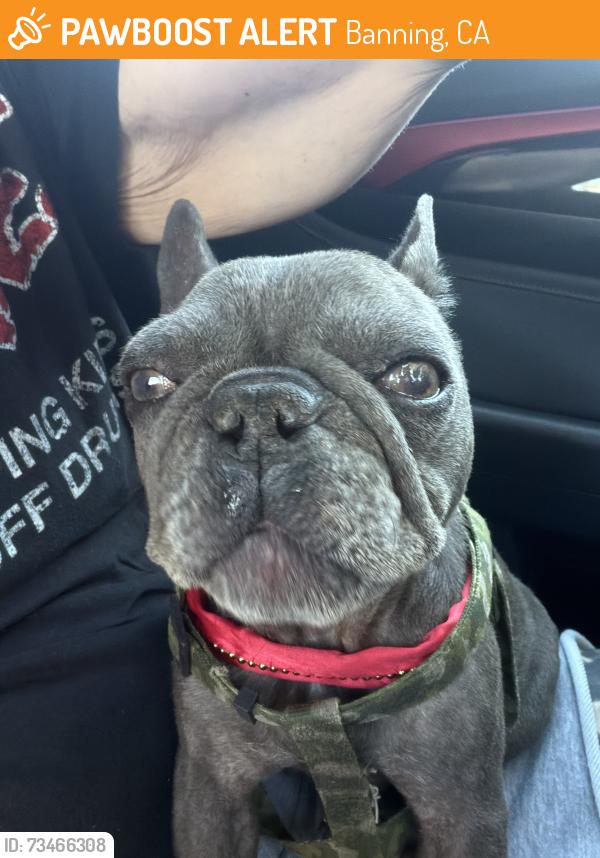 Found/Stray Female Dog last seen Ramsey, Banning, CA 92220