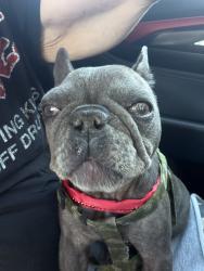 Found/Stray Female Dog last seen Ramsey, Banning, CA 92220