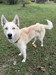 Found/Stray Female Dog last seen 6027ispwich crt 46254, Indianapolis, IN 46254