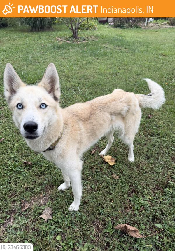 Found/Stray Female Dog last seen 6027ispwich crt 46254, Indianapolis, IN 46254
