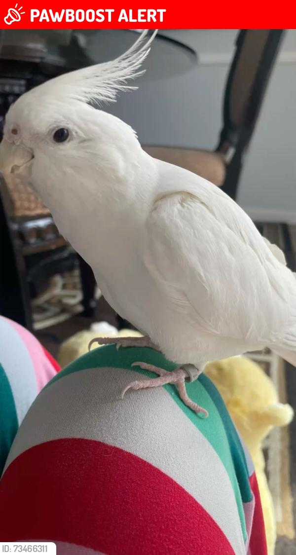 Lost Female Bird last seen Near forester drive, Pleasant Run Farm, OH 45240