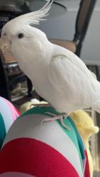 Lost Female Bird last seen Near forester drive, Pleasant Run Farm, OH 45240