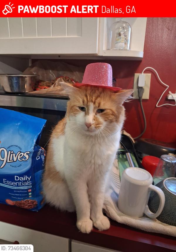 Lost Male Cat last seen Harris bridge, Dallas, GA 30157